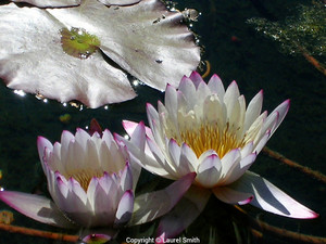  Beautiful Water Lilies
