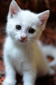 Beautiful White Kitty