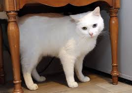  Beautiful White Kitty