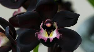  Black Orchid
