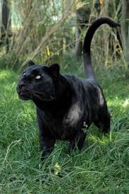  Black 豹, 黑豹