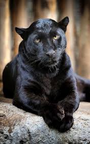  Black panther
