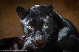  Black panther, harimau kumbang