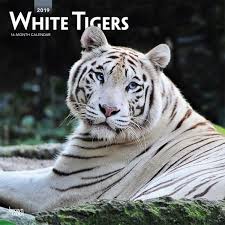  Calendar Pertaining To White बाघों