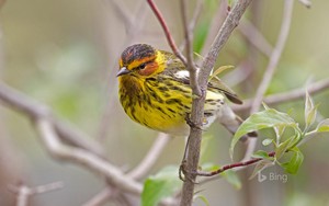  Cape May uccello canoro, warbler