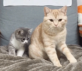  Cute Cat and Kitten
