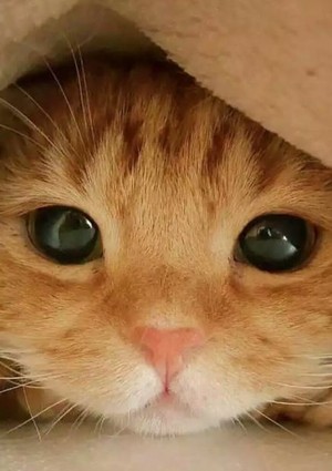  Cute Cat 💜
