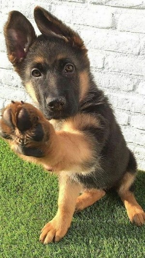  Cute Dog!