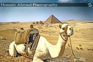  EGYPT 骆驼