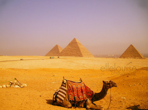  EGYPT camello