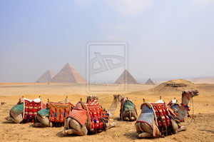  EGYPT ngamia
