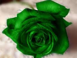  Green Rose