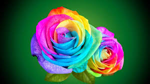  Multicolor mga rosas