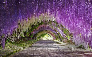  Purple Blooms Kitakyushu jepang