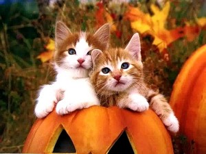  TWO KITTIES Halloween