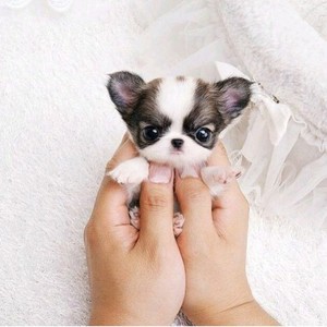  Tiny Dog 😍