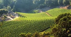  Tuscany Wine Tours in Italy