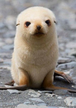  baby seal❤️🌸