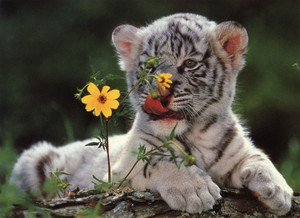  baby बाघों 🐯