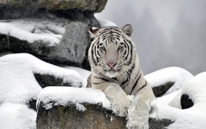  baby Tiger 🐯