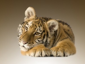  baby Tiger 🐯