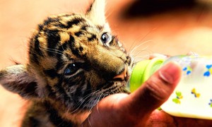  baby बाघों 🐯