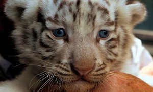  baby harimau 🐯