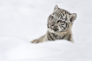  baby mga tigre 🐯