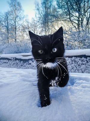 gatos playing in the snow⛄