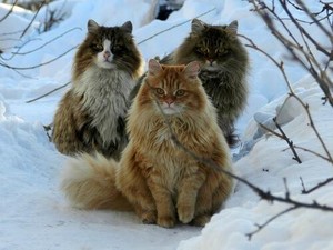 cats playing in the snow⛄