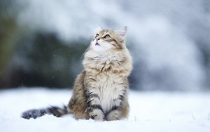 cats playing in the snow⛄