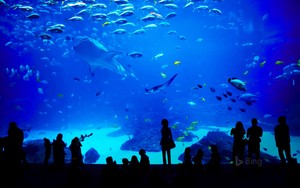  georgia aquarium