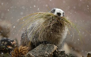  hoary marmota, marmot
