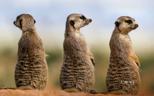  meerkat family