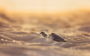  piping plover, kitwitwi