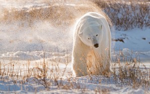  polar menanggung, bear