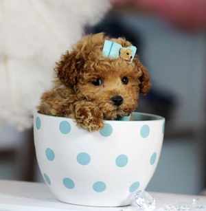  ティーカップ, 茶碗 子犬 🐾