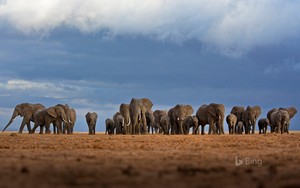  world elefant Tag