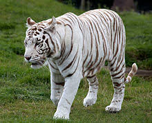  Beeutiful White Tiger