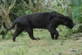  Black con beo, panther