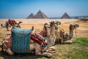 CAMEL IN PYRAMIDS OF GIZA EGYPT