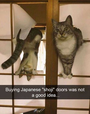  CATS HUMOR FUNNY