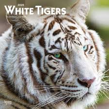  Calendar Pertaining To White Тигры