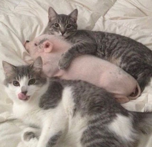 Cats and a pig