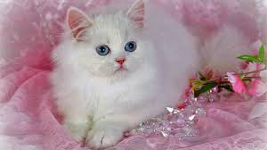  Cute Little Kitten