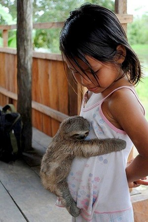  Cute Sloth