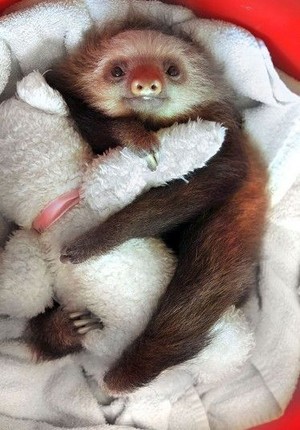  Cute Sloth