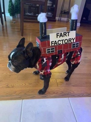  Dog costume