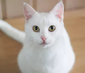 El gato blanco (White cat)