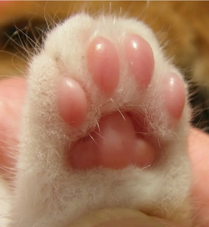  Kitty paws! 🐾